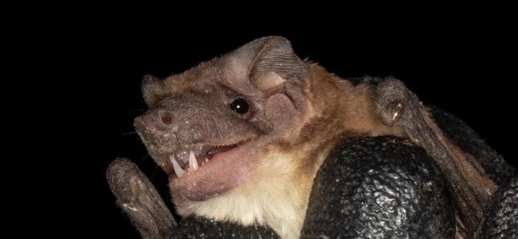 cynomops_planirostris1050x484