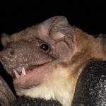 cynomops_planirostris1050x484