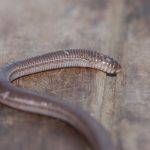 darwins_ringed_worm-lizard