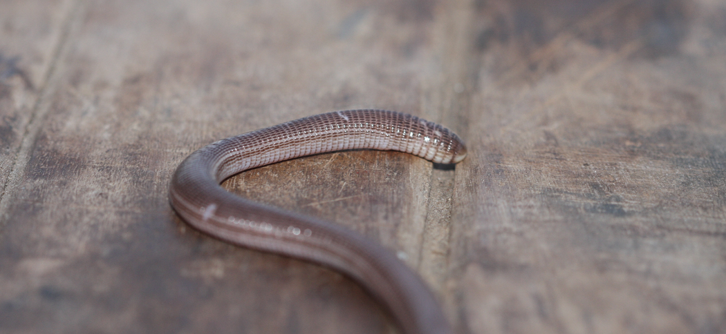 darwins_ringed_worm-lizard