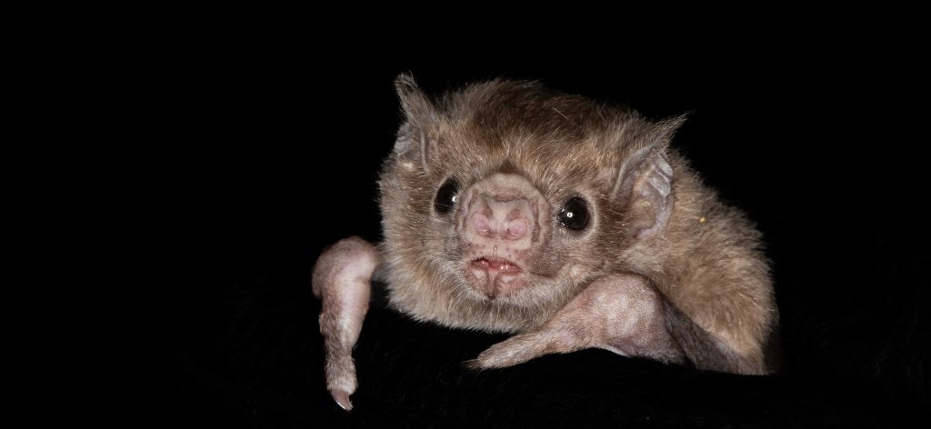 diaemus_youngii_1050x48420221215