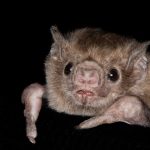 diaemus_youngii_1050x48420221215