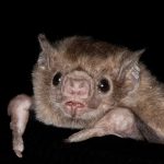 diaemus_youngii_320x24020221215