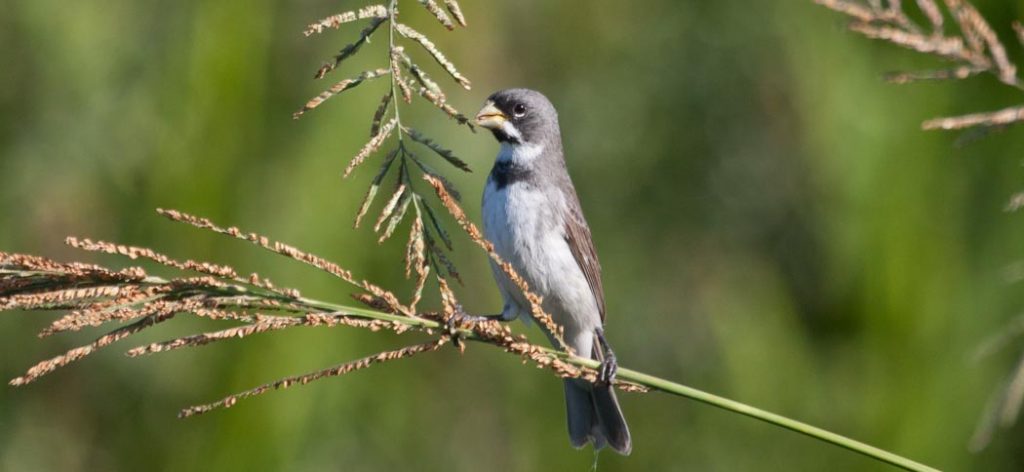 double-collared_seedeater