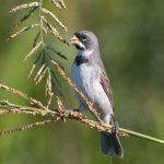 double-collared_seedeater