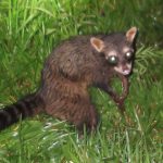 {eda2f388-9148-4e53-bad6-1d0439bb700c}_aguara pope 3