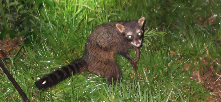 {eda2f388-9148-4e53-bad6-1d0439bb700c}_aguara pope 3