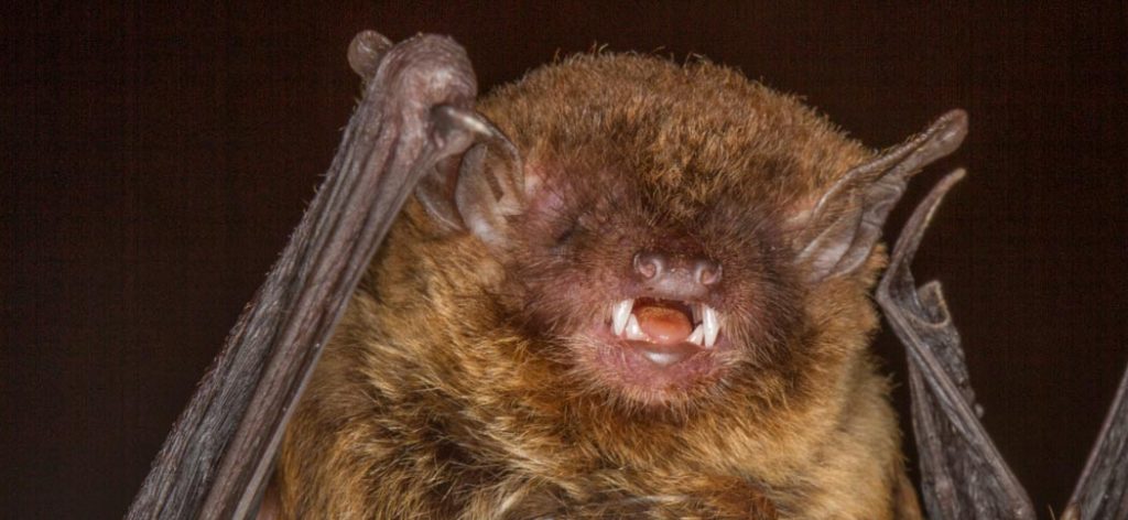 eptesicus_brasiliensis