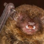 eptesicus_brasiliensis