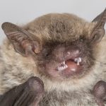 eptesicus_diminutus