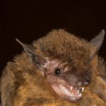 eptesicus_furinalis