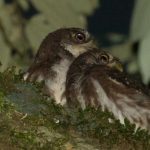 ferruginous_pygmy-owl1050x48420231209