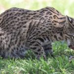 geoffroys_cat