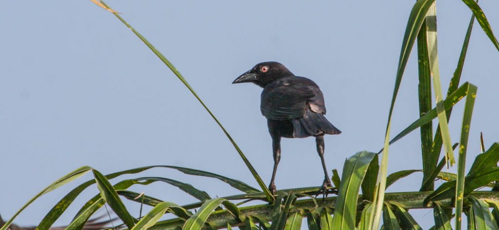 giant_cowbird