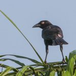 giant_cowbird