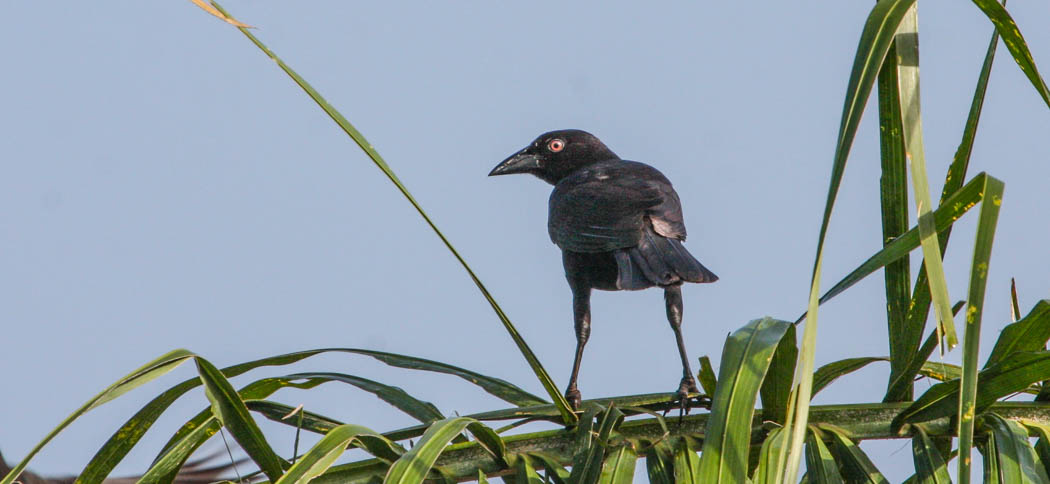 giant_cowbird