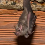 glossophaga_soricina