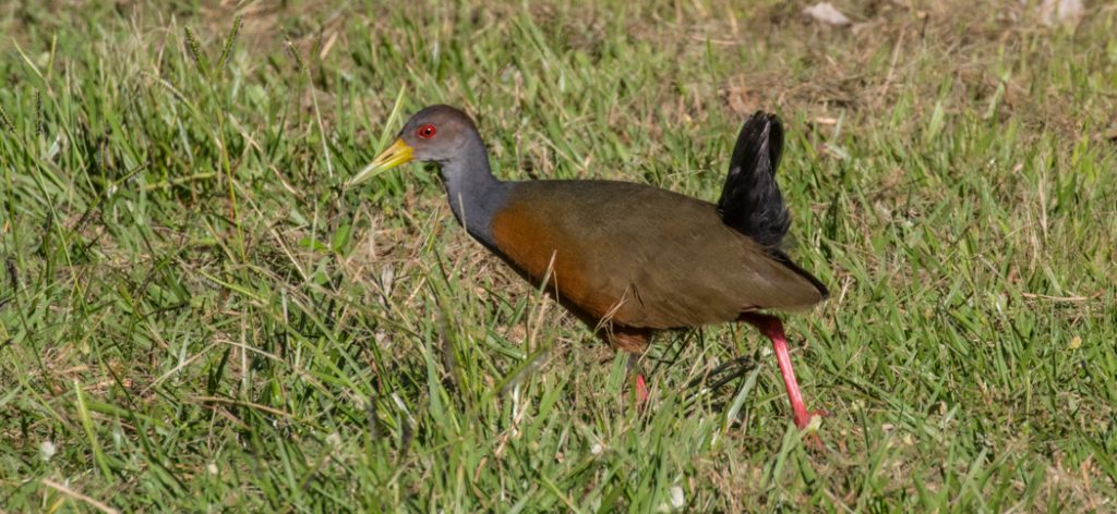 gray-necked_woodrail