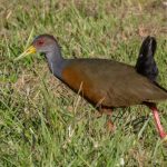 gray-necked_woodrail