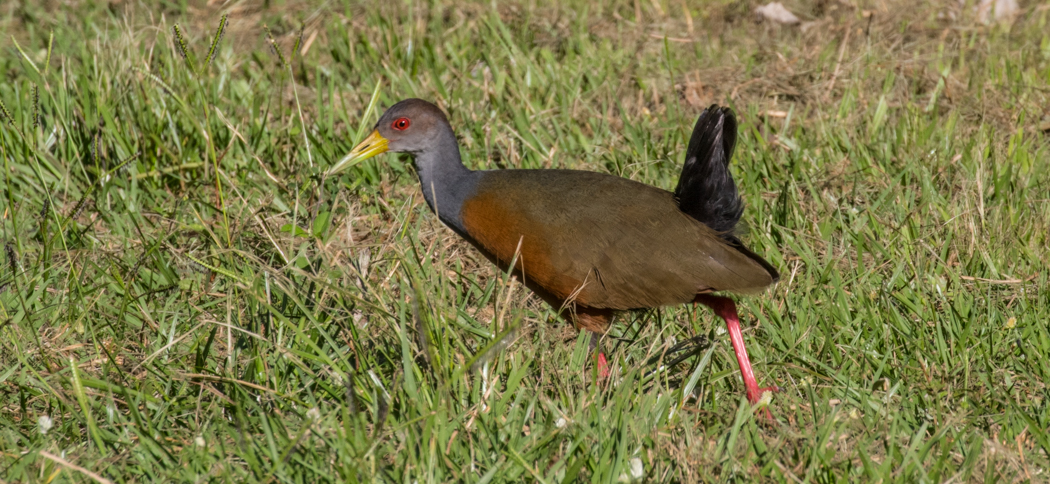 gray-necked_woodrail