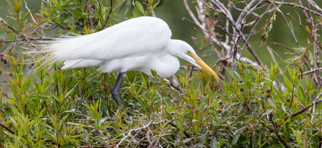 great_egret