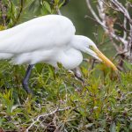 great_egret