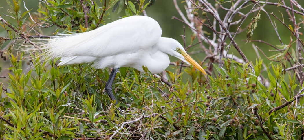 great_egret