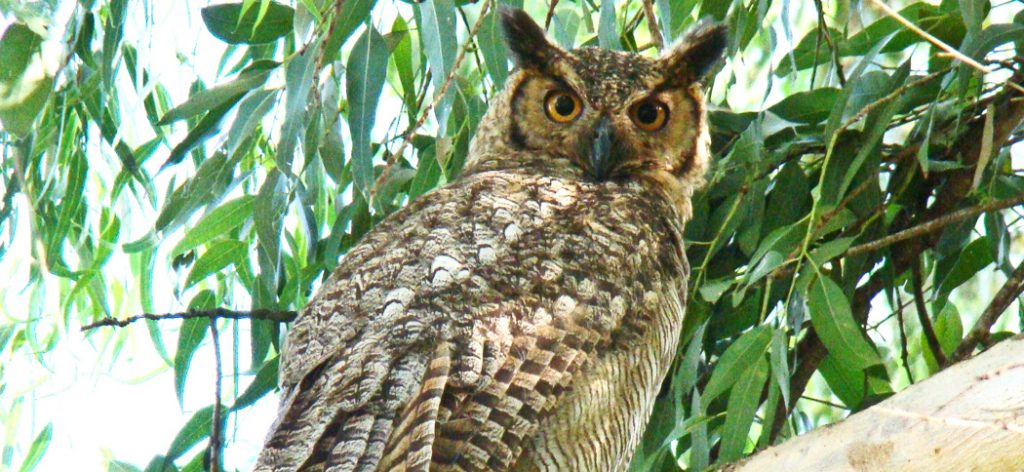great_horned_owl