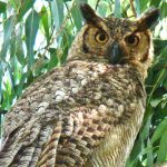 great_horned_owl