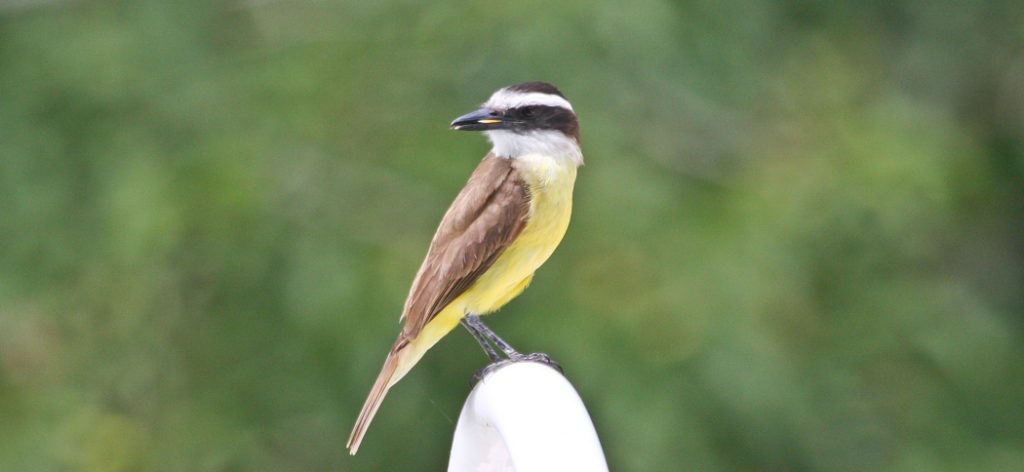 great_kiskadee