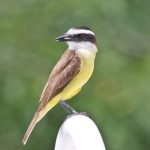great_kiskadee