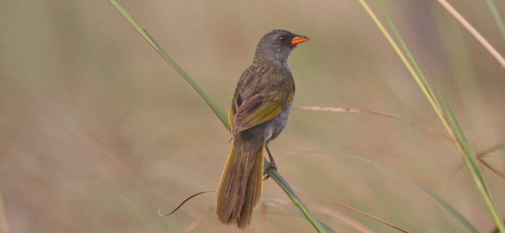 great_pampa_finch