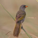 great_pampa_finch