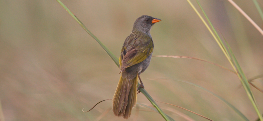 great_pampa_finch