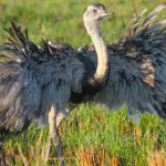 greater_rhea (1)