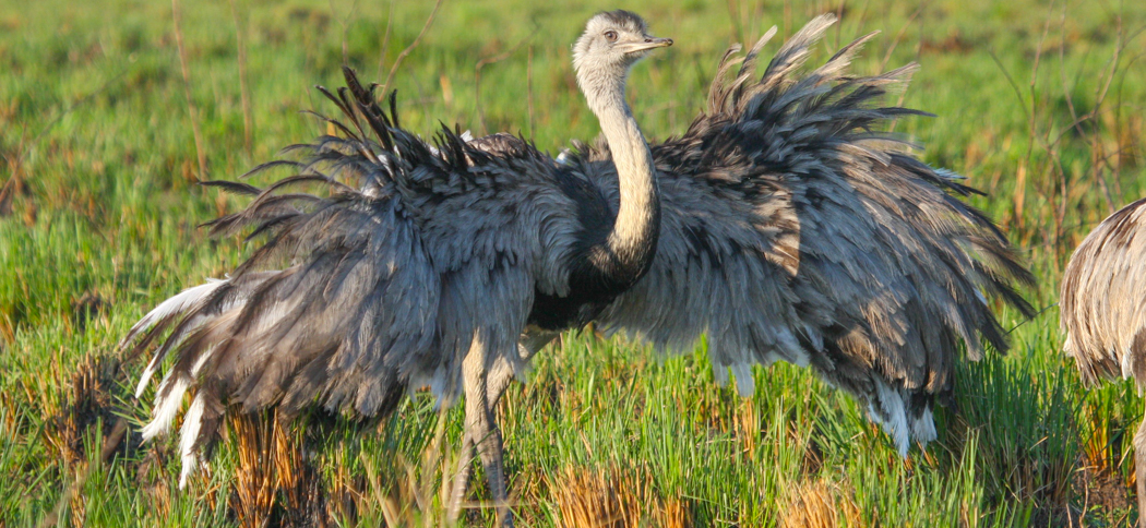 greater_rhea (1)