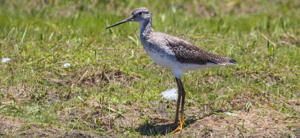 greater_yellowlegs