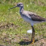 greater_yellowlegs