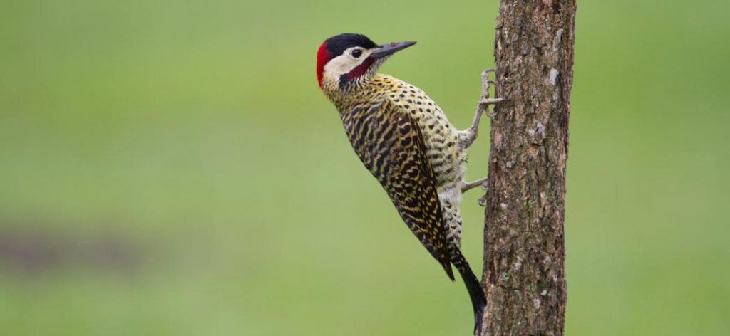 green-barred_woodpecker