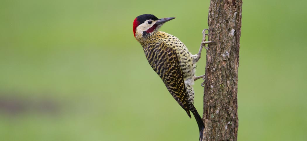 green-barred_woodpecker