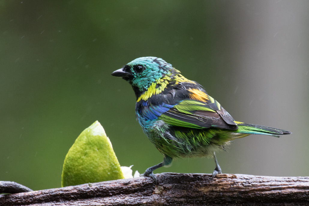 green-headed_tanager