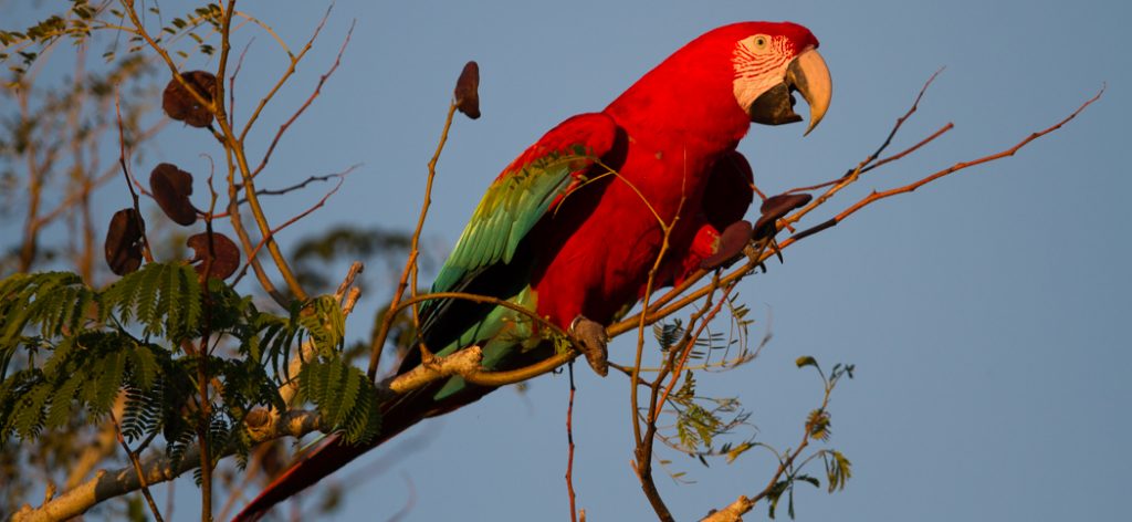 green-winged_macaw