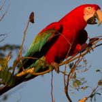green-winged_macaw