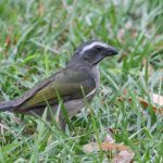 green-winged_saltator