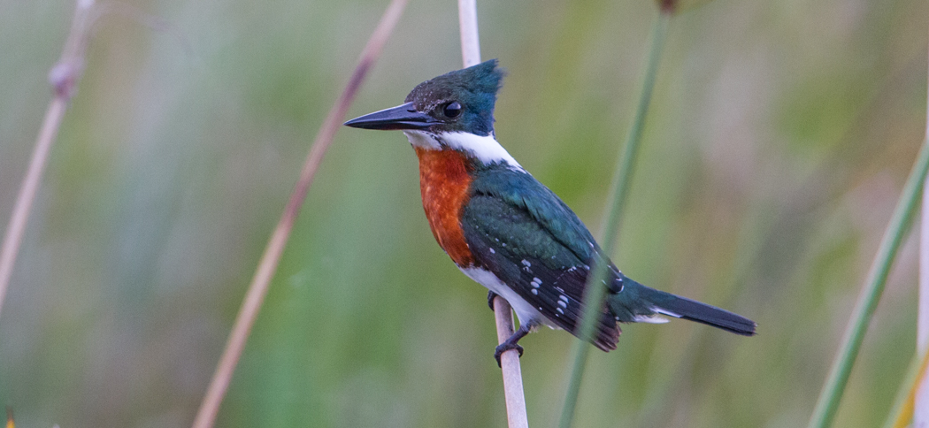 green_kingfisher