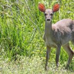 grey_brocket_deer
