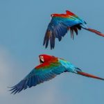 guacamayo_rojo320x24020151029