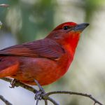 hepatic_tanager