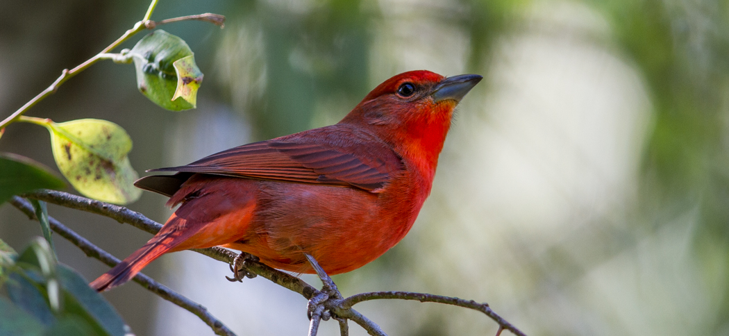 hepatic_tanager