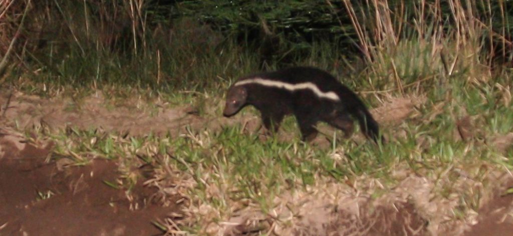 hog-nosed_skunk